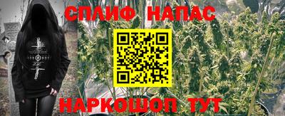 крисы Моздок